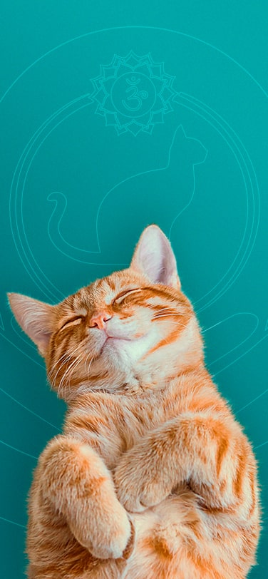 Banner mobile